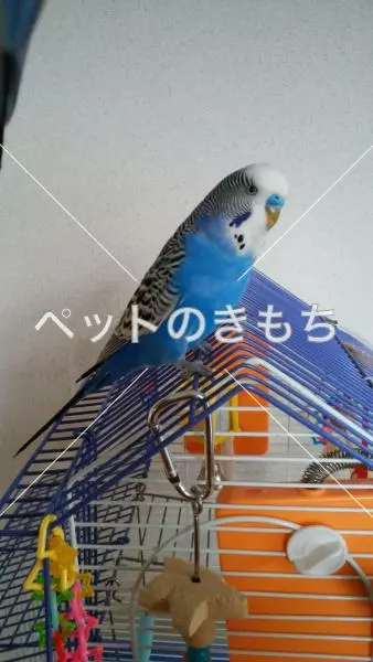 迷子鳥の画像