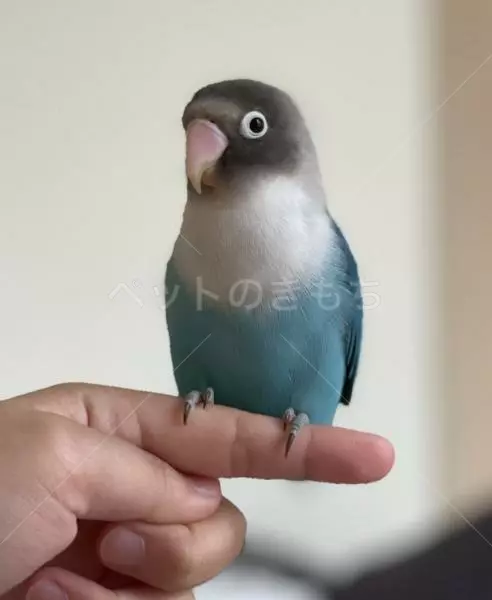 迷子鳥の画像