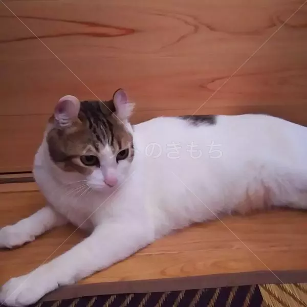 迷子猫の画像