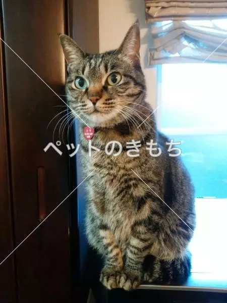 迷子猫の画像