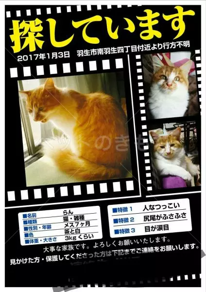 迷子猫の画像
