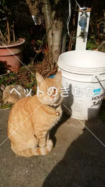 迷子猫の画像
