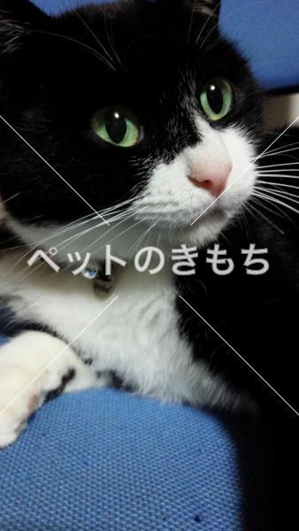 迷い猫の写真