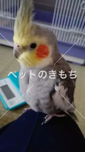 迷子鳥の画像