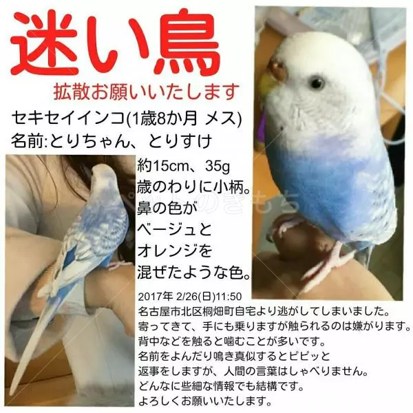 迷子鳥の画像