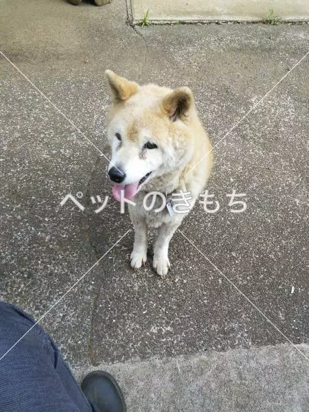 迷子犬の画像