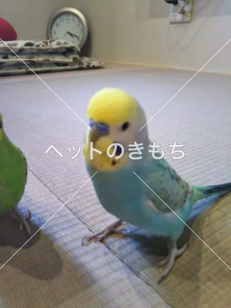 迷子鳥の画像