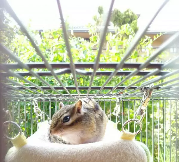 迷子ペットの画像