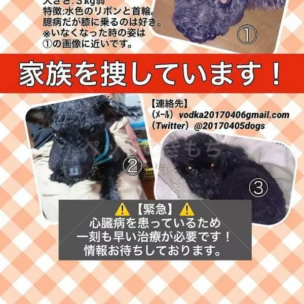 迷子犬の画像