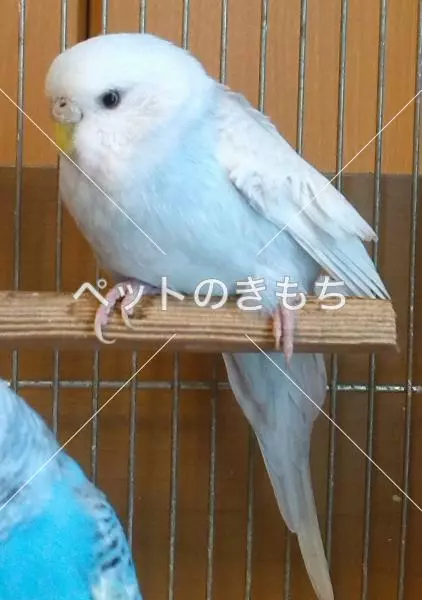 迷子鳥の画像