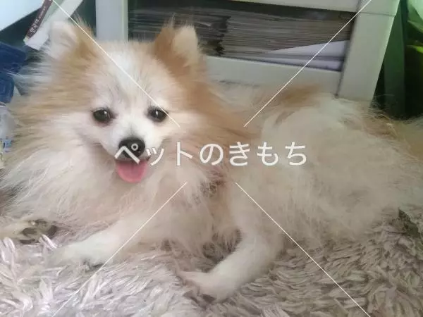 迷子犬の画像