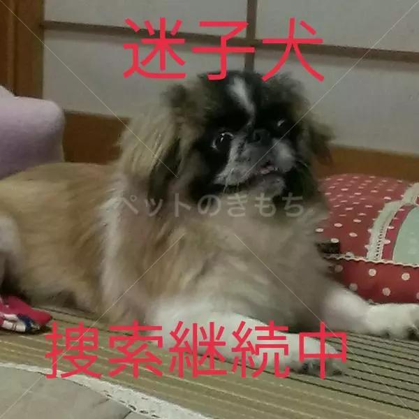 迷子犬の画像