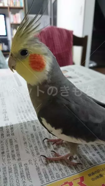 迷子鳥の画像