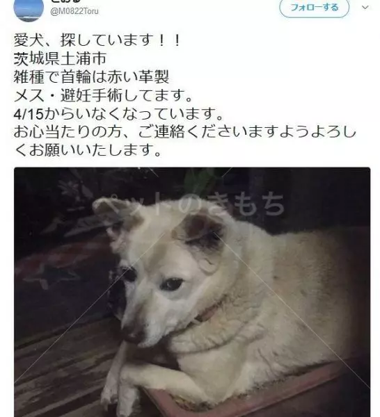 コメント投稿の画像