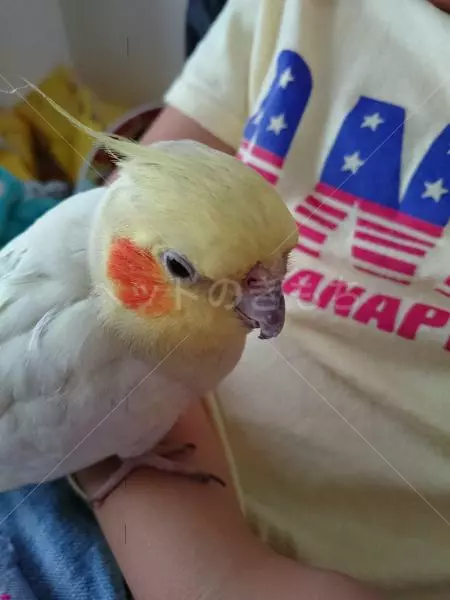 コメント投稿の画像