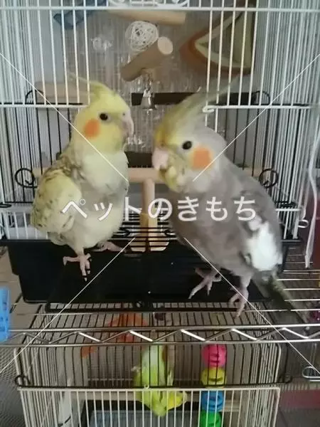 迷子鳥の画像