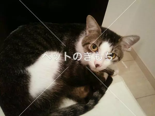 迷子猫の画像