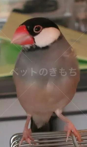 迷子鳥の画像