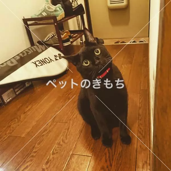 迷子猫の画像