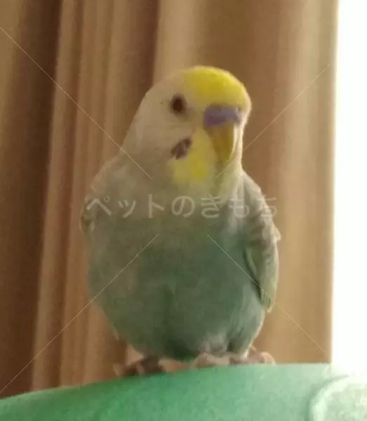 迷子鳥の画像