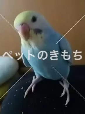 迷子鳥の画像