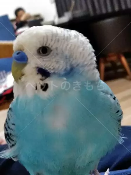 迷子鳥の画像