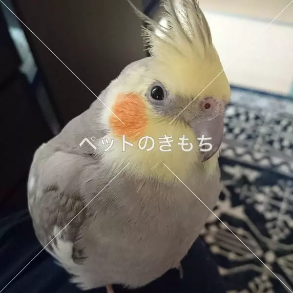 迷子鳥の画像
