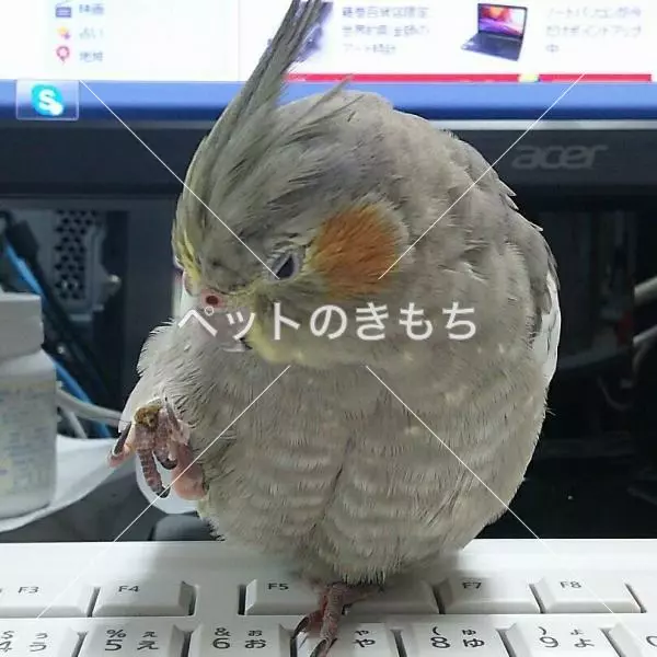迷子鳥の画像