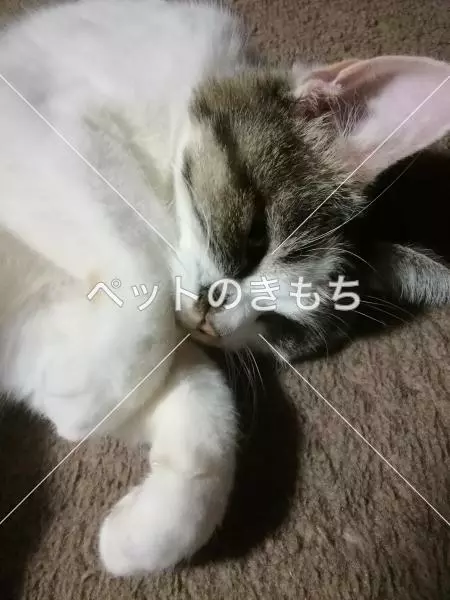迷子猫の画像