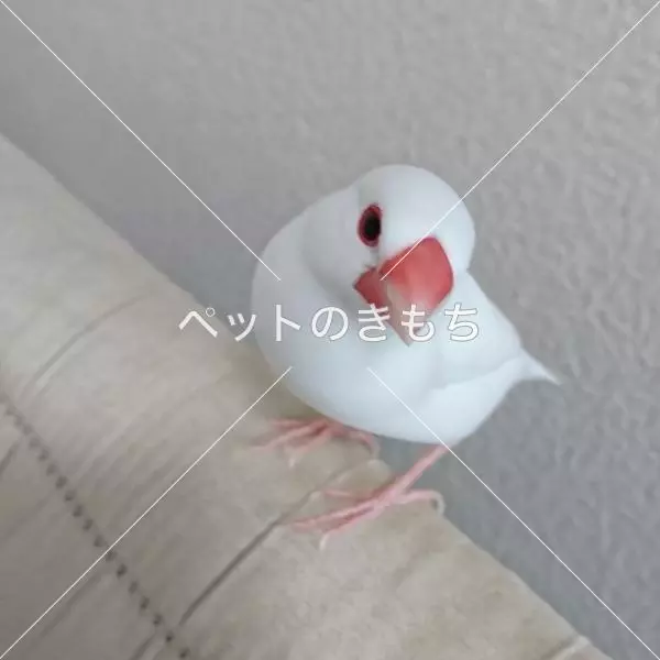 迷子鳥の画像