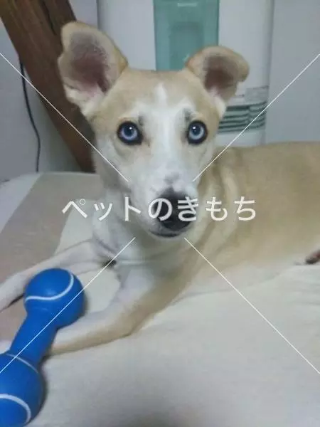 迷子犬の画像