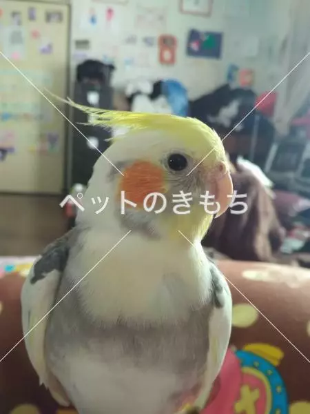 迷子鳥の画像