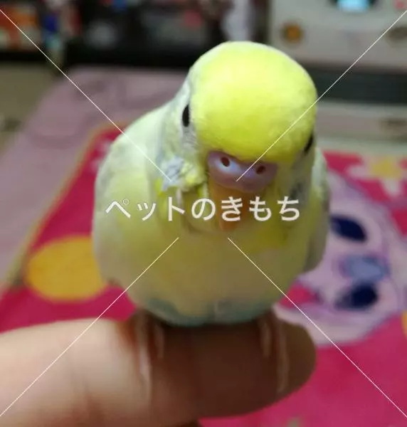 迷子鳥の画像