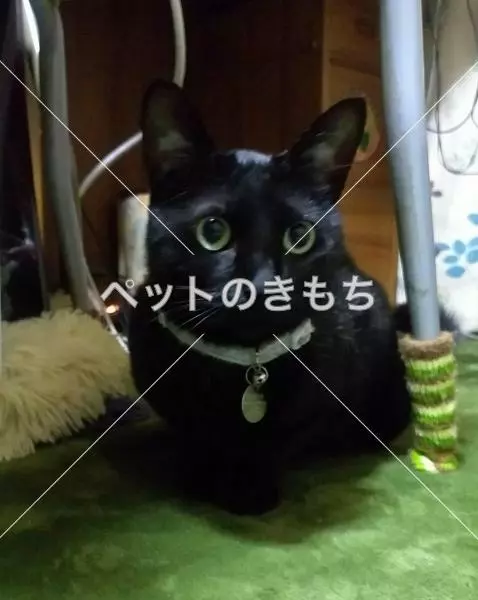 迷子猫の画像