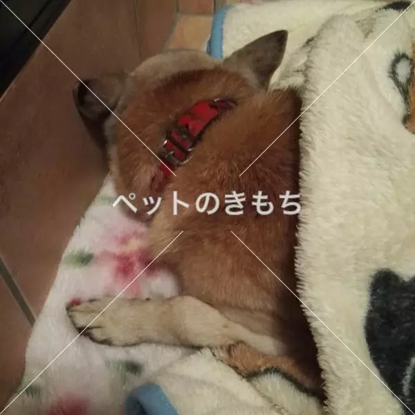 コメント投稿の画像