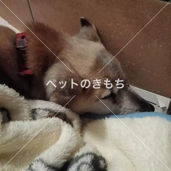 コメント投稿の画像