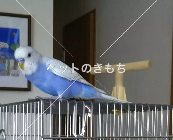 迷子鳥の画像