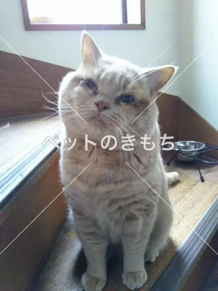 迷子猫の画像