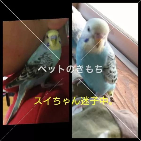 迷子鳥の画像