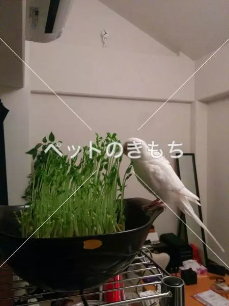 迷子鳥の画像