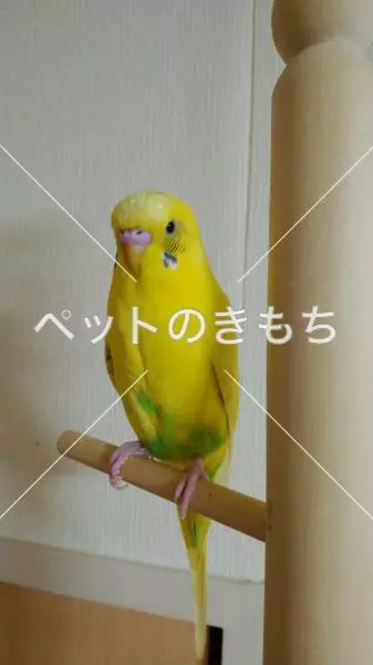 迷子鳥の画像