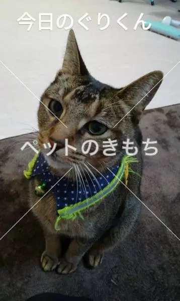 迷子猫の画像