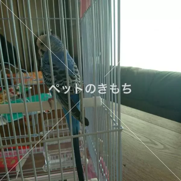 コメント投稿の画像