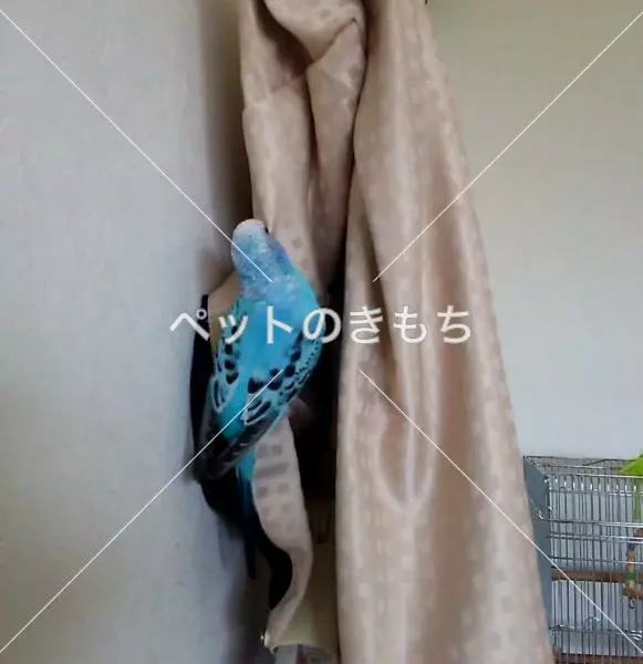 コメント投稿の画像