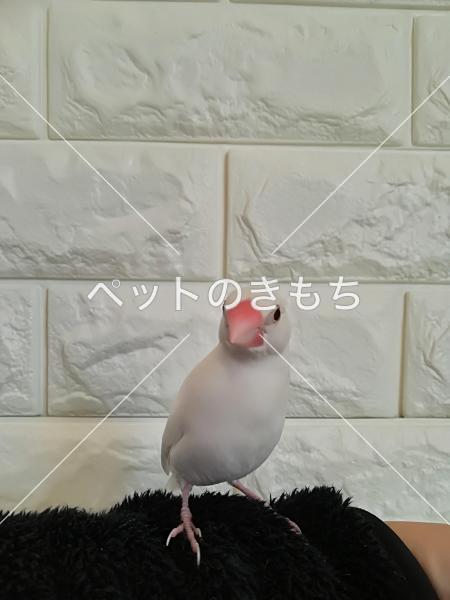 迷子鳥の画像