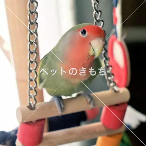 迷子鳥の画像