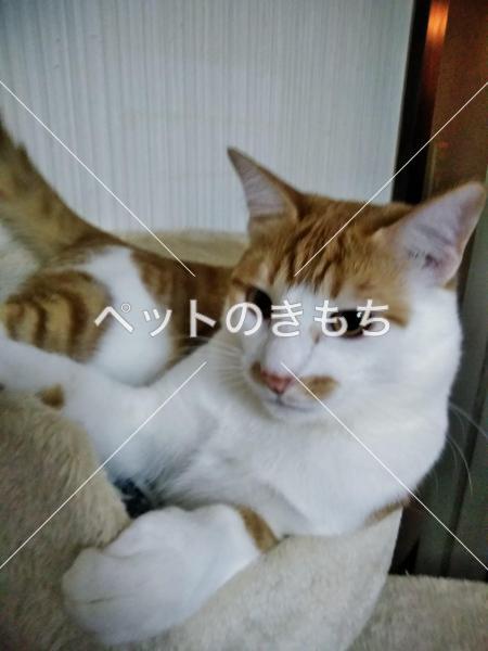 迷子猫の画像