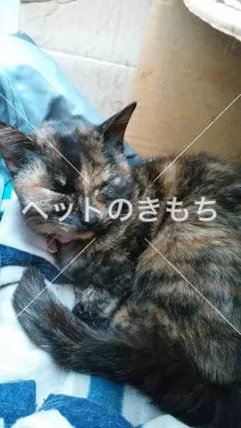 保護猫の画像