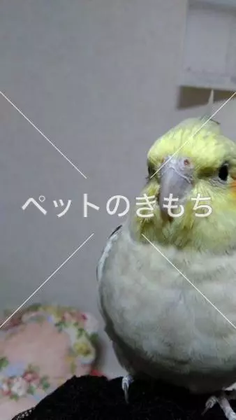 迷子鳥の画像