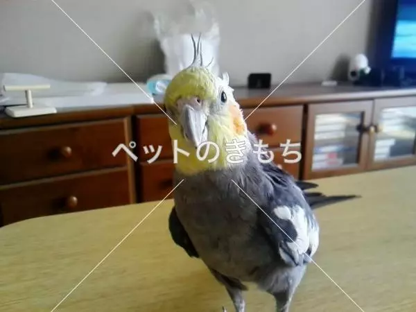 迷子鳥の画像
